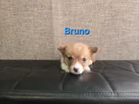 Bruno, a male Pembroke Welsh Corgi for sale in Sacramento, CA – 2 of 2