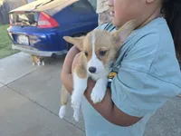 Athena, a female Pembroke Welsh Corgi for sale in Sacramento, CA – 1 of 6