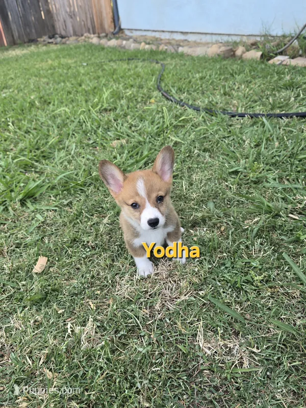 Yodha – Pembroke Welsh Corgi puppy for sale in Sacramento, CA