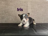 Iris, a female Pembroke Welsh Corgi for sale in Sacramento, CA – 2 of 2
