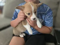 Athena, a female Pembroke Welsh Corgi for sale in Sacramento, CA – 4 of 6
