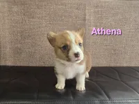 Athena, a female Pembroke Welsh Corgi for sale in Sacramento, CA – 2 of 2
