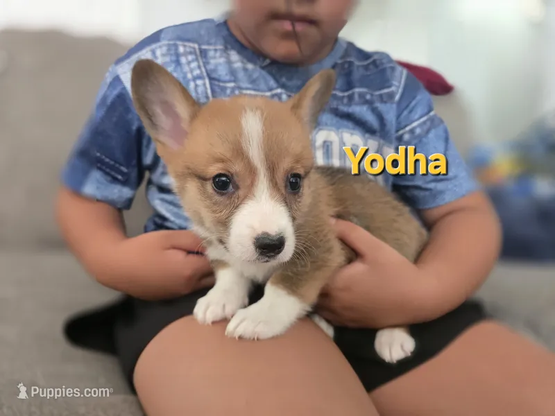 Yodha – Pembroke Welsh Corgi puppy for sale in Sacramento, CA