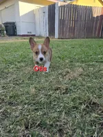 Otis, a male Pembroke Welsh Corgi for sale in Sacramento, CA – 2 of 6