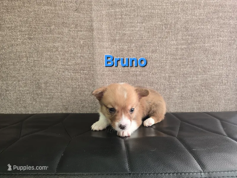 Bruno – Pembroke Welsh Corgi puppy for sale in Sacramento, CA