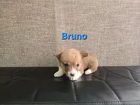 Bruno, a male Pembroke Welsh Corgi for sale in Sacramento, CA – 1 of 2