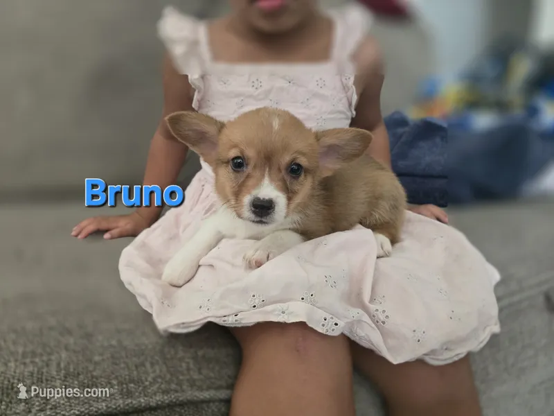 Bruno – Pembroke Welsh Corgi puppy for sale in Sacramento, CA