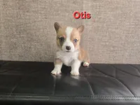 Otis, a male Pembroke Welsh Corgi for sale in Sacramento, CA – 2 of 2