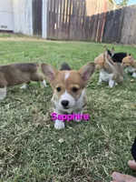 Sapphire , a female Pembroke Welsh Corgi for sale in Sacramento, CA – 1 of 5