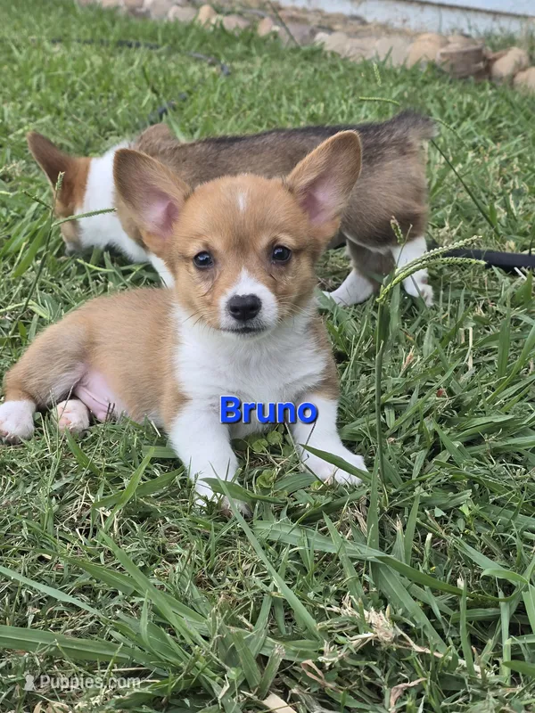 Bruno – Pembroke Welsh Corgi puppy for sale in Sacramento, CA