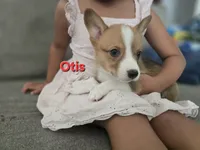 Otis, a male Pembroke Welsh Corgi for sale in Sacramento, CA – 4 of 6