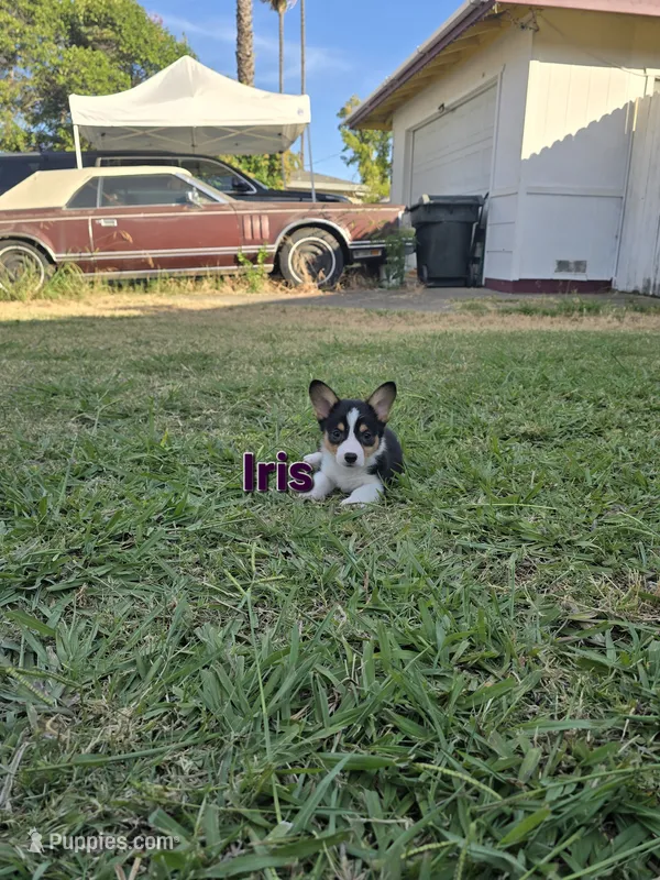 Iris – Pembroke Welsh Corgi puppy for sale in Sacramento, CA