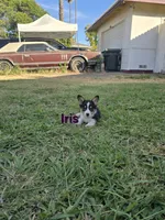 Iris, a female Pembroke Welsh Corgi for sale in Sacramento, CA – 2 of 6