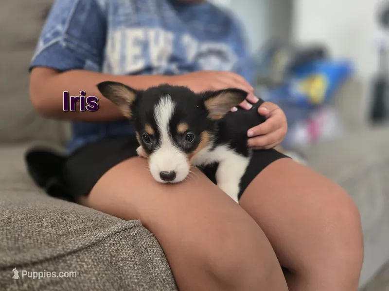 Iris – Pembroke Welsh Corgi puppy for sale in Sacramento, CA