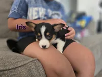 Iris, a female Pembroke Welsh Corgi for sale in Sacramento, CA – 3 of 6