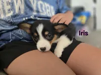 Iris, a female Pembroke Welsh Corgi for sale in Sacramento, CA – 4 of 6