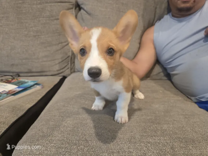 Otis – Pembroke Welsh Corgi puppy for sale in Sacramento, CA
