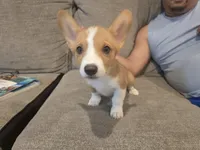 Otis, a male Pembroke Welsh Corgi for sale in Sacramento, CA – 1 of 6
