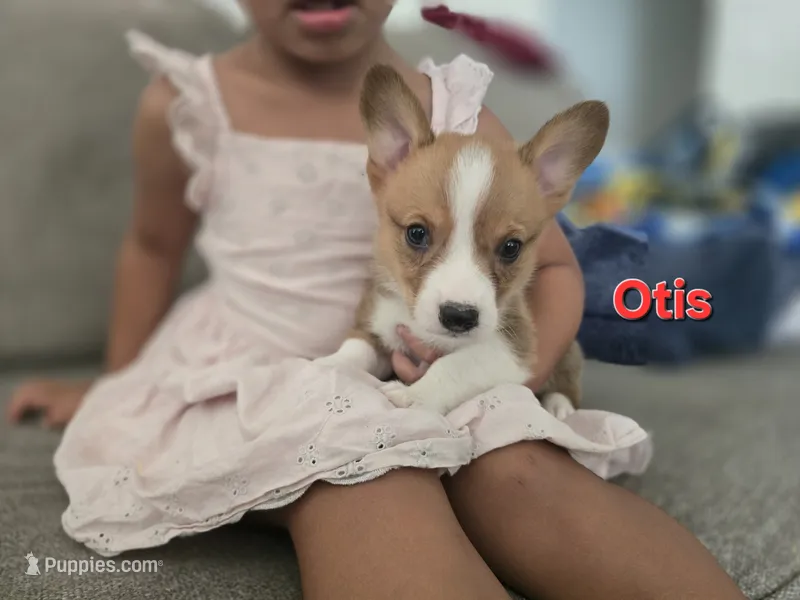 Otis – Pembroke Welsh Corgi puppy for sale in Sacramento, CA