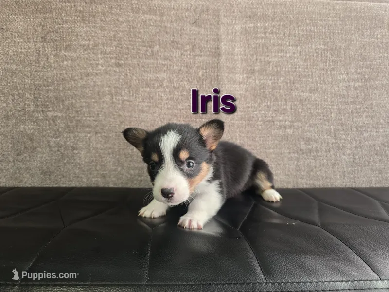 Iris – Pembroke Welsh Corgi puppy for sale in Sacramento, CA
