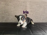 Iris, a female Pembroke Welsh Corgi for sale in Sacramento, CA – 1 of 2