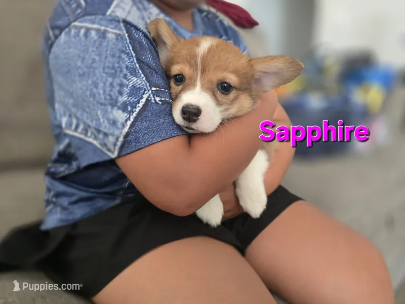 Sapphire  – Pembroke Welsh Corgi puppy for sale in Sacramento, CA