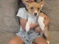 Bruno, a male Pembroke Welsh Corgi for sale in Sacramento, CA – 1 of 6
