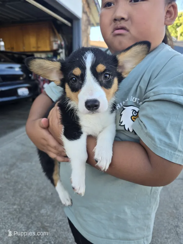 Iris – Pembroke Welsh Corgi puppy for sale in Sacramento, CA
