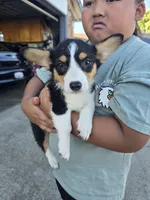 Iris, a female Pembroke Welsh Corgi for sale in Sacramento, CA – 1 of 6