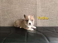 Yodha, a male Pembroke Welsh Corgi for sale in Sacramento, CA – 2 of 2
