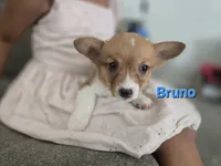 Bruno, a male Pembroke Welsh Corgi for sale in Sacramento, CA – 4 of 6