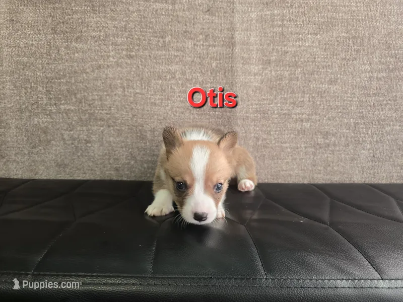 Otis – Pembroke Welsh Corgi puppy for sale in Sacramento, CA