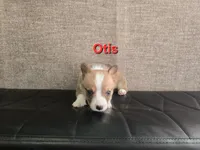 Otis, a male Pembroke Welsh Corgi for sale in Sacramento, CA – 1 of 2