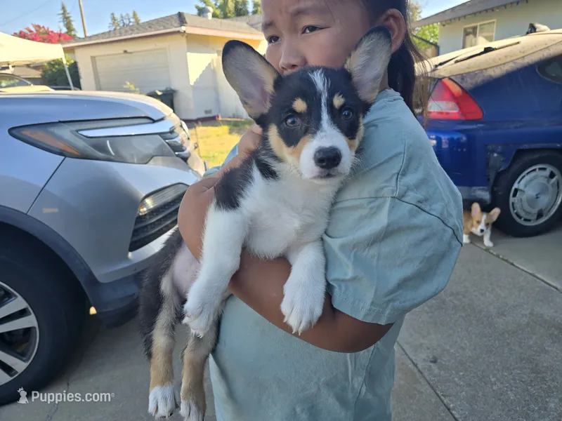 Rhea – Pembroke Welsh Corgi puppy for sale in Sacramento, CA