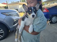 Rhea, a female Pembroke Welsh Corgi for sale in Sacramento, CA – 1 of 6