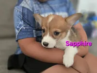 Sapphire , a female Pembroke Welsh Corgi for sale in Sacramento, CA – 3 of 5
