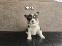 Rhea, a female Pembroke Welsh Corgi for sale in Sacramento, CA – 2 of 2