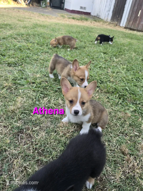 Athena – Pembroke Welsh Corgi puppy for sale in Sacramento, CA
