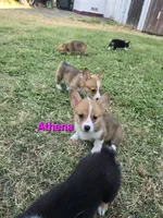 Athena, a female Pembroke Welsh Corgi for sale in Sacramento, CA – 2 of 6