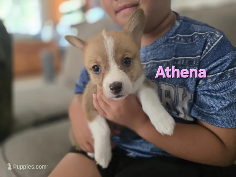 Athena – Pembroke Welsh Corgi puppy for sale in Sacramento, CA