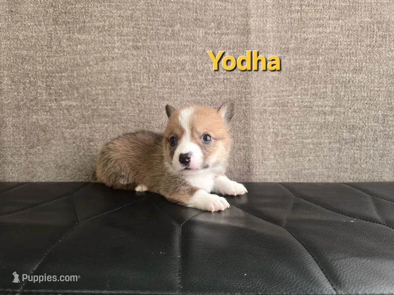 Yodha – Pembroke Welsh Corgi puppy for sale in Sacramento, CA
