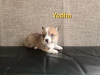 Yodha, a male Pembroke Welsh Corgi for sale in Sacramento, CA – 1 of 2
