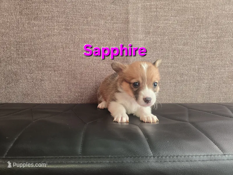 Sapphire  – Pembroke Welsh Corgi puppy for sale in Sacramento, CA