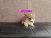 Sapphire , a female Pembroke Welsh Corgi for sale in Sacramento, CA – 1 of 2