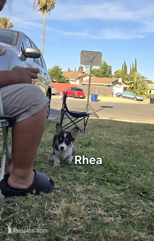 Rhea – Pembroke Welsh Corgi puppy for sale in Sacramento, CA