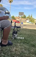 Rhea, a female Pembroke Welsh Corgi for sale in Sacramento, CA – 2 of 6