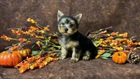 Benny , a male Yorkshire Terrier for sale in Cameron, OK – 2 of 5