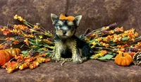Brenley, a female Yorkshire Terrier for sale in Cameron, OK – 5 of 5