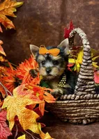 Brenley, a female Yorkshire Terrier for sale in Cameron, OK – 1 of 5
