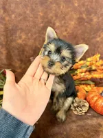 Brenley, a female Yorkshire Terrier for sale in Cameron, OK – 2 of 5